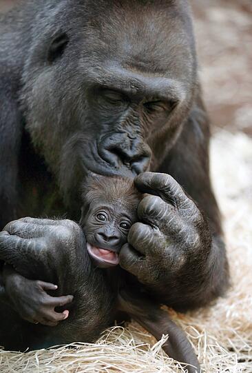 Nachwuchs bei den Menschenaffen: Mehr Fotos vom kleinen Gorilla-Baby und seiner Mutter Bagira. Zum Durchklicken...