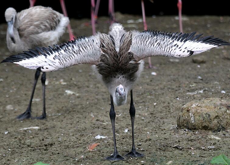 Ein Flamingoküken im Tierpark Hellabrunn schüttelt sein Gefider. Noch erkennt man ihn kaum als Flamingo. Aber schon bald wird er ein rosarotes Federkleid tragen.