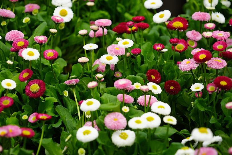 Diese Bellis sind eine Kulturform des Gänseblümchens. Wegen ihrer Blütenpracht werden sie auch Tausendschön genannt.