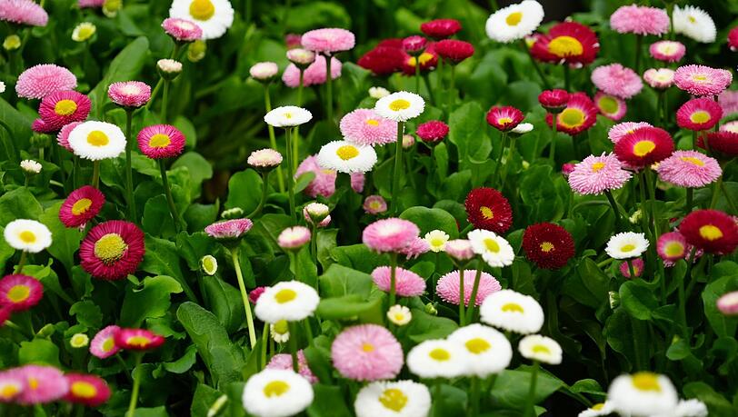 Diese Bellis sind eine Kulturform des Gänseblümchens. Wegen ihrer Blütenpracht werden sie auch Tausendschön genannt. Diese Bellis sind eine Kulturform des Gänseblümchens. Wegen ihrer Blütenpracht werden sie auch Tausendschön genannt.