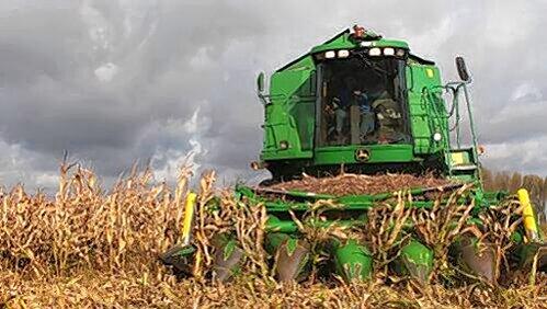 Immer weniger Gerste: Der Mais hat den Brauer-Rohstoff auf deutschen Äckern verdrängt. Immer weniger Gerste: Der Mais hat den Brauer-Rohstoff auf deutschen Äckern verdrängt.