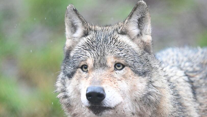 Nachdem ein Wolf eine Frau in Hamburg verletzt hat, ist noch unklar, was mit dem Tier passieren wird. (Symbolbild)