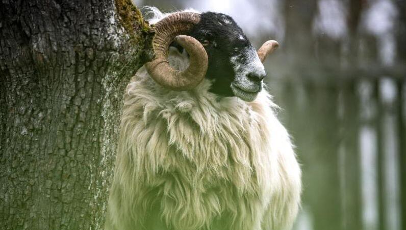 Ein Schafbock der Rasse Scottish Blackface steht auf einer Wiese. Foto: Sina Schuldt/Archiv
