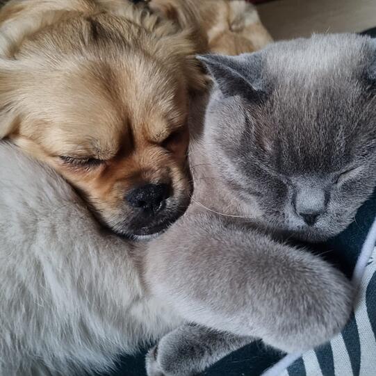 Pekinesen-Mischling Remus und Kater Faustus (Britisch Kurzhaar)
