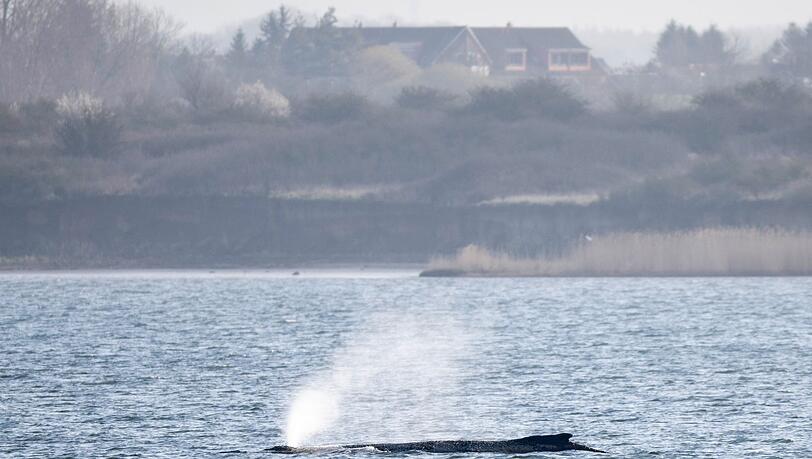 Der in der Ostsee liegende Wal beschäftigt seit Tagen Menschen in zahlreichen Ländern. (Archivbild) Der in der Ostsee liegende Wal beschäftigt seit Tagen Menschen in zahlreichen Ländern. (Archivbild)
