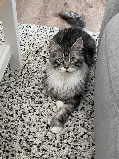 Taro