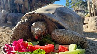 https://www.abendzeitung-muenchen.de/storage/image/7/0/3/9/1629307_galapagos-schildkroete-im-zoo-von-san-diego_default-vorschau_1F9tU5_FMkeo0.jpg
