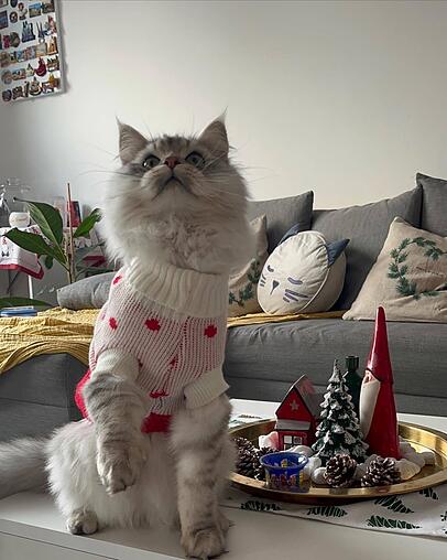 Shindes Katze feiert mit: Mit eignem Weihnachtspulli und Adventskalender. Shindes Katze feiert mit: Mit eignem Weihnachtspulli und Adventskalender.