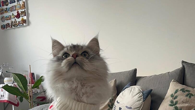 Shindes Katze feiert mit: Mit eignem Weihnachtspulli und Adventskalender.