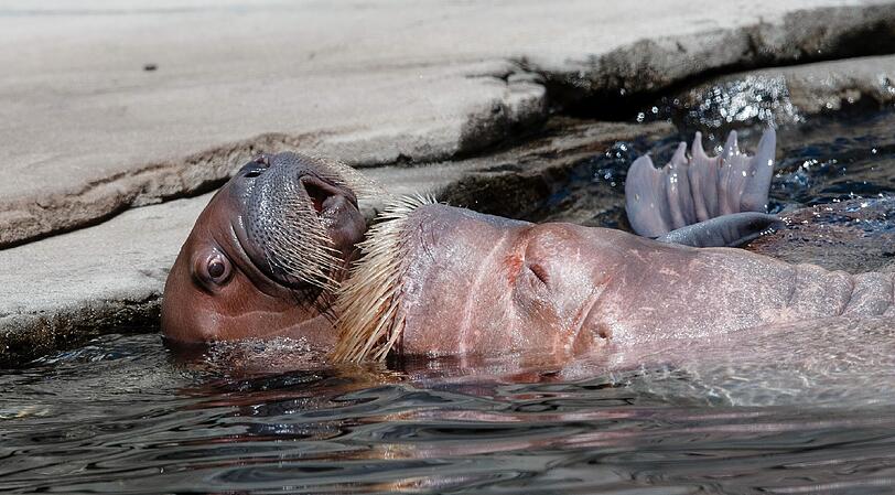 Am Donnerstag begeisterte das Walrossbaby im Tierpark Hagenbeck in Hamburg die Besucher. Die Bilder!