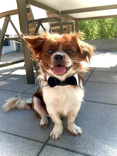 Rocky ist Herz auf vier Pfoten – gutmütig, eigenwillig, voller Witz. Er liebt Berge, Wasserfälle und U-Bahn-Fahrten, bei denen er alle Blicke auf sich zieht. Mit seinem Charme bringt er jeden zum Lächeln – ein treuer Freund, ein Reisender, ein kleines Wunder auf vier Pfoten.