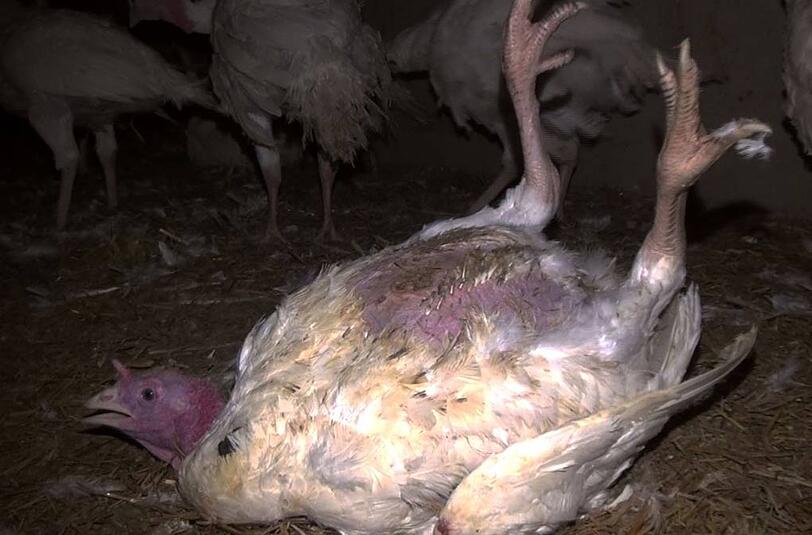 Weitere erschütternde Szenen in einem Putenmastbetrieb.