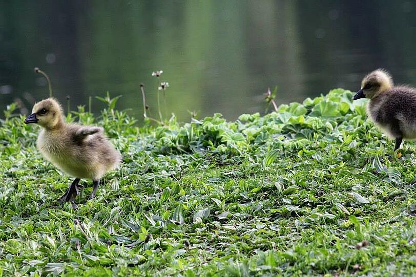 Die kleinen Gänschen sind zwar erst eine gute Woche alt, aber die ersten Flugübungen stehen schon auf dem Programm.