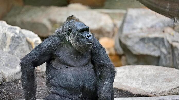 Neema, die Mutter des Jungtieres.