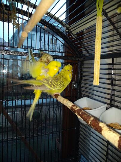 Wellensittiche Nico und Cora