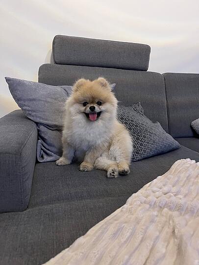 Simba