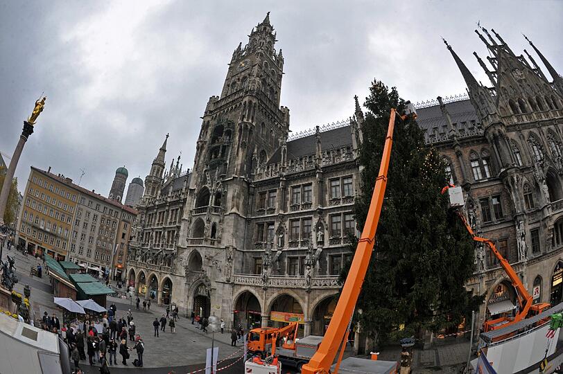 Füllig und formschön: Im Gegensatz zu dem von 2011 macht der diesjährige Christbaum eine sehr gute Figur.