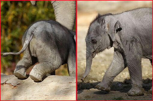 So süß! Am Dienstag hatte das bisher noch namenlose Elefantenmädchen offiziellen Fototermin im Freigehege des Tierparks Hellabrunn. Gemeinsam mit Mamma Panang und noch ein wenig tollpatschig erkundete das Dickhäuter-Baby seine neue Umgebung.