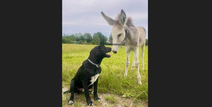 Labradormischling Elmo und Rosalita (Andalusisches Großeselfohlen)