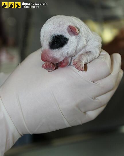 Die neugeborenen Hundebabys passen gerade mal auf eine Hand.