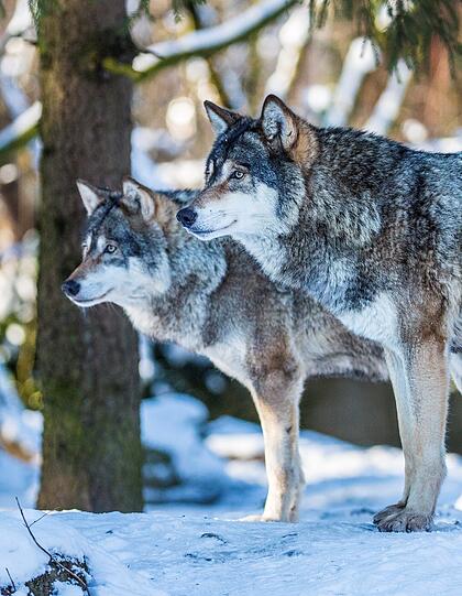 Der Wolf geht
Menschen meist aus dem Weg.