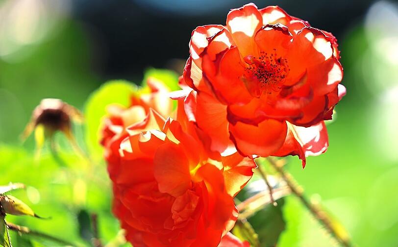Für alle Rosen im Rosengarten gilt: Nur anschauen, nicht pflücken!