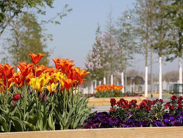 Blumen blühen in einem Garten. Foto: Roland Weihrauch/dpa/Archivbild