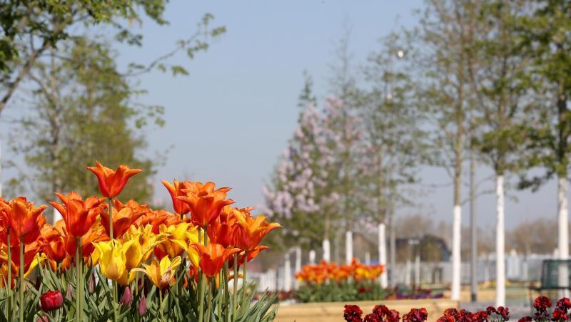 Blumen blühen in einem Garten. Foto: Roland Weihrauch/dpa/Archivbild