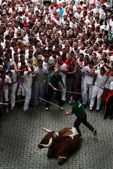 Dieser Stier macht eine kurze Pause, wird aber von den Läufern wieder provoziert und angestachelt.