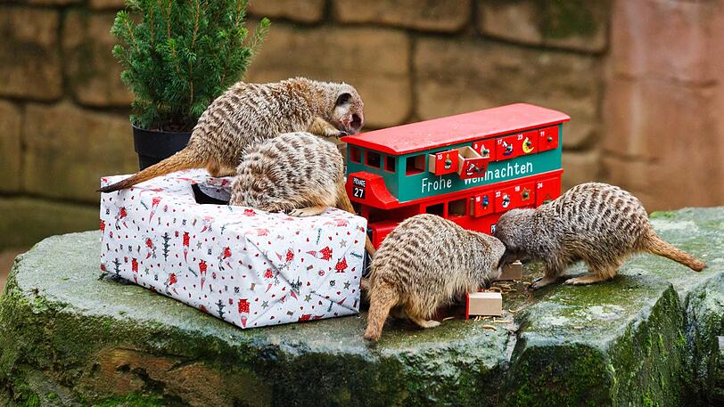 Die Erdmännchen machen sich emsig über ihre Geschenke her.