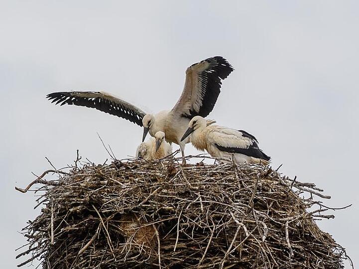 Ein junger Weißstorch macht erste Flugversuche. Foto: Klaus-Dietmar Gabbert/dpa-Zentralbild/dpa/Symbolbild