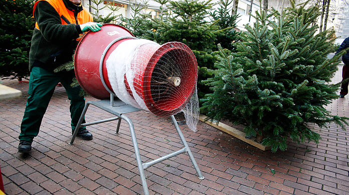 Stets am Samstag vor dem 1. Advent beginnt der offizielle Christbaumverkauf in München.