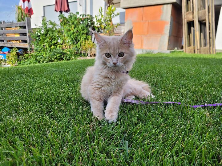 Lilly