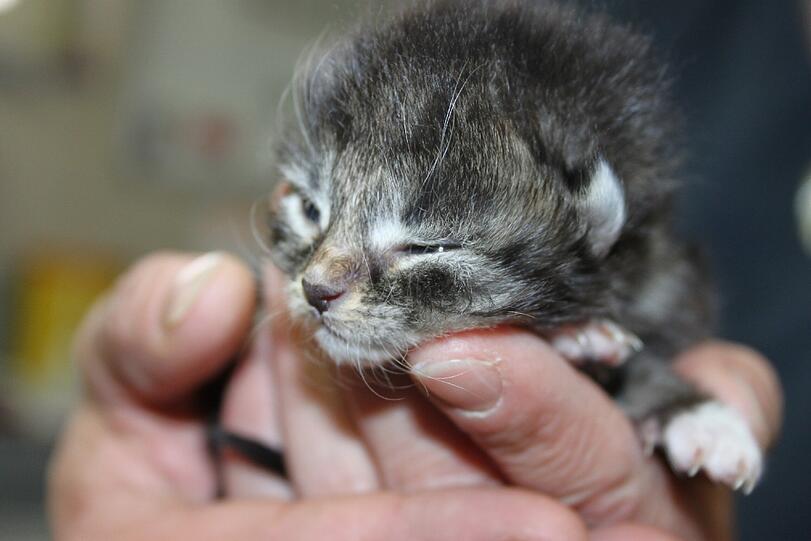 Bis Dienstag hatte das Katzenbaby die Augen noch zu.
