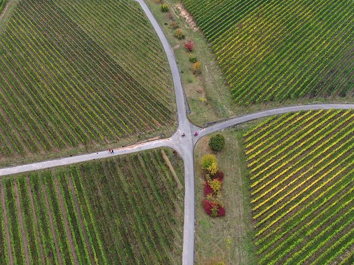 Ausflügler streifen auf Fahrrädern und zu Fuß durch die Weinberge. F. Foto: Karl-Josef Hildenbrand/dpa