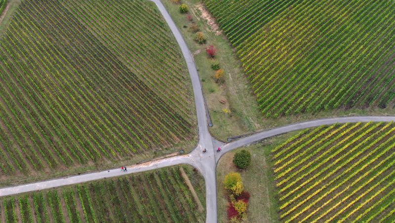 Ausflügler streifen auf Fahrrädern und zu Fuß durch die Weinberge. F. Foto: Karl-Josef Hildenbrand/dpa Ausflügler streifen auf Fahrrädern und zu Fuß durch die Weinberge. F. Foto: Karl-Josef Hildenbrand/dpa
