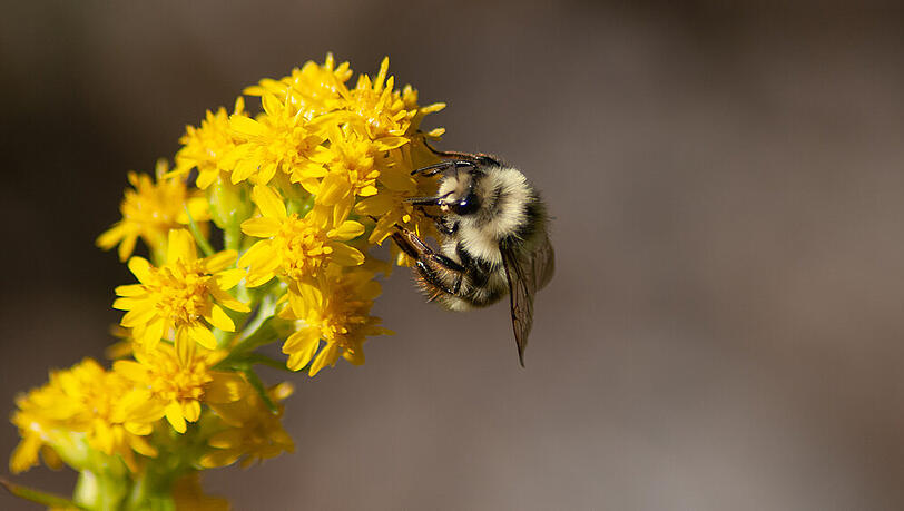 Bienen profitieren von Wildstauden und Kräutern im Garten. Bienen profitieren von Wildstauden und Kräutern im Garten.