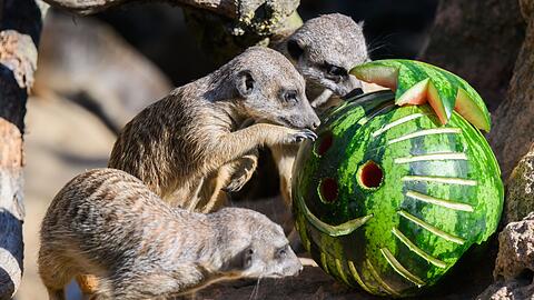 Erdmännchen fressen im Zoo Hannover eine Wassermelone.