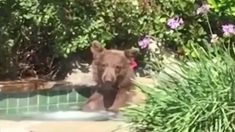 Der Bär im Pool: Das Tier hatte sichtlich Spaß. Der Bär im Pool: Das Tier hatte sichtlich Spaß.
