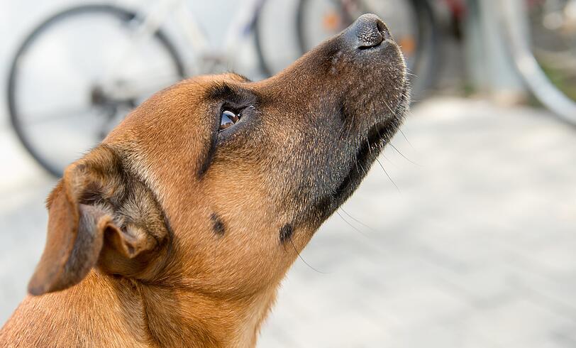 Picos Herrchen soll 100 Euro Bußgeld zahlen, weil Pico während einer Gedenkfeier bellend durch den Münchner Hofgarten lief. Gegen das Bußgeld hat Picos Herrchen Einspruch eingelegt. Ab dem 27.03.2014 entscheidet das Amtsgericht in München ob das Bußgeld rechtmäßig ist