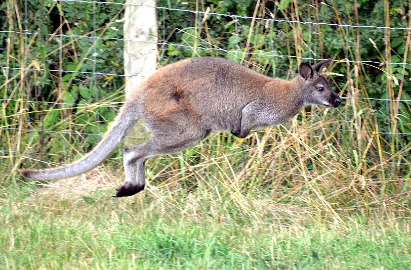 Eine Australierin hat mit einem Känguru um ihre Tochter gekämpft. Foto: Wilhelm Figge (Symbolbild)