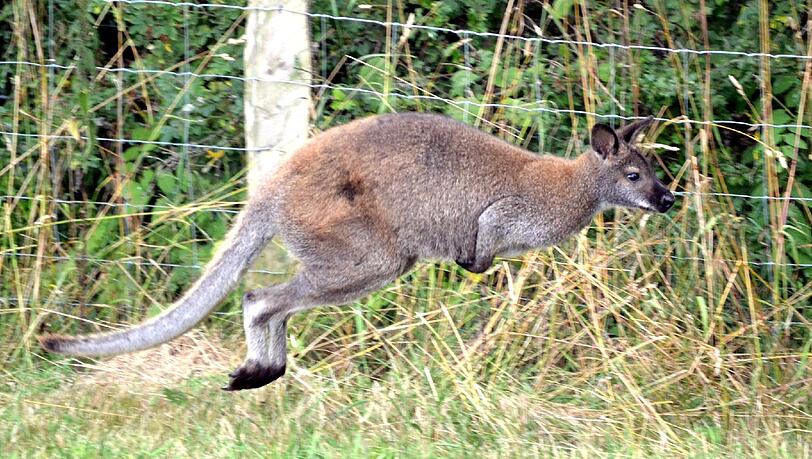 Eine Australierin hat mit einem Känguru um ihre Tochter gekämpft. Foto: Wilhelm Figge (Symbolbild) Eine Australierin hat mit einem Känguru um ihre Tochter gekämpft. Foto: Wilhelm Figge (Symbolbild)