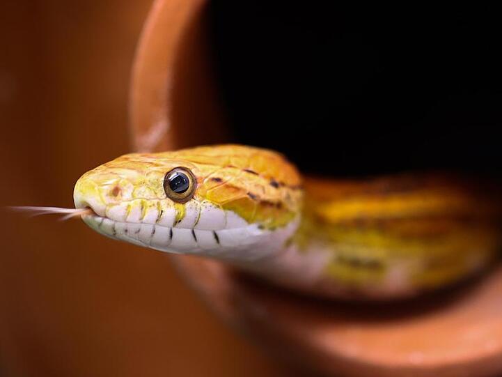 Eine Kornnatter in ihrem Terrarium. Foto: Christian Charisius/dpa/Symbolbild