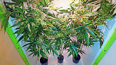 Drei Cannabis-Pflanzen darf man ab 1. April in seiner Wohnung großziehen. Kinder dürfen weder an die Pflanzen noch an das "Gras" kommen.