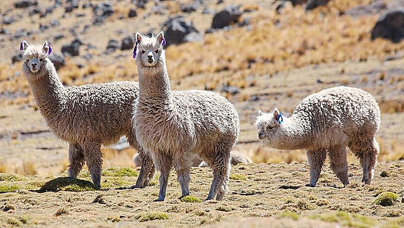 Alpakas auf einer Wiese. Alpakas auf einer Wiese.