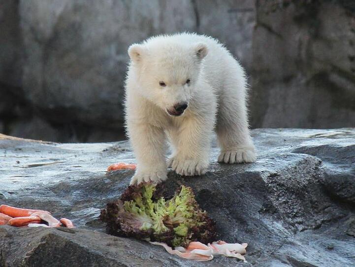 Das noch namenlose Eisbären-Baby erkundet die Welt.