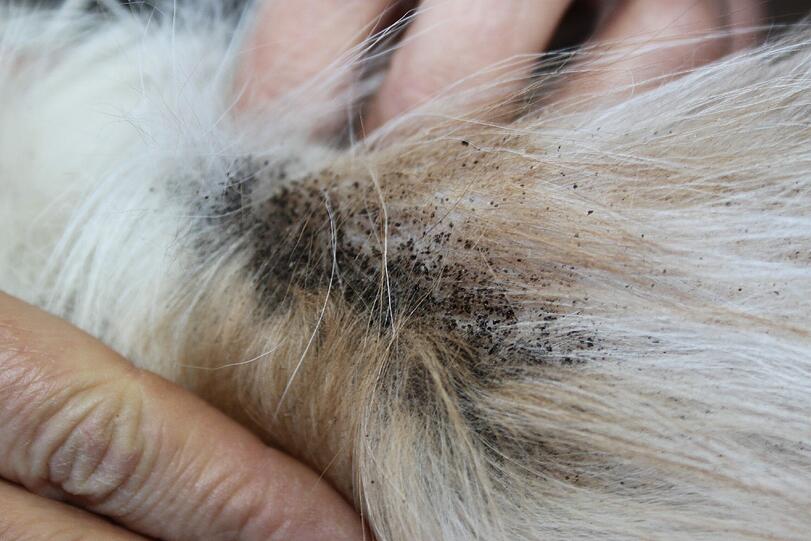 Millionen und aber Millionen von Flohkotpartikel sammelten sich auf den Körpern der Tiere.