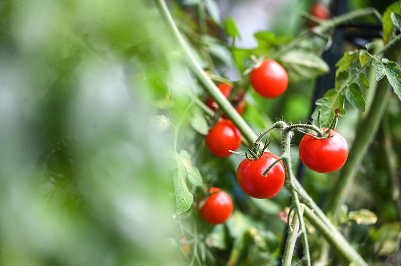 Kalt wird's! Bevor der Schnee kommt, sollten Sie noch schnell das letzte Gemüse aus dem Schrebergarten ernten. Kalt wird's! Bevor der Schnee kommt, sollten Sie noch schnell das letzte Gemüse aus dem Schrebergarten ernten.