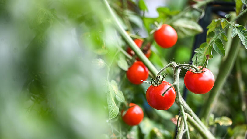 Kalt wird's! Bevor der Schnee kommt, sollten Sie noch schnell das letzte Gemüse aus dem Schrebergarten ernten. Kalt wird's! Bevor der Schnee kommt, sollten Sie noch schnell das letzte Gemüse aus dem Schrebergarten ernten.