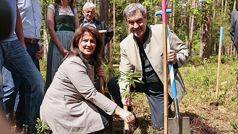 Ministerpräsident Markus Söder und Agrarministerin Michaela Kaniber (beide CSU) beim Pflanzen einer Esskastanie.